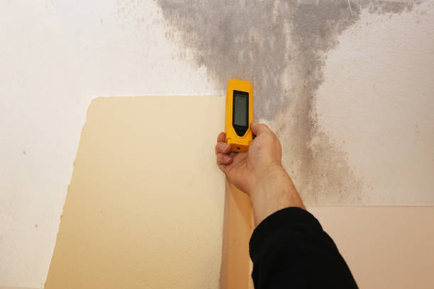 Mold Documentation for Insurance Claims in North Merrick, NY