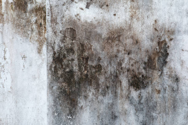 North Merrick, NY Mold Removal Company