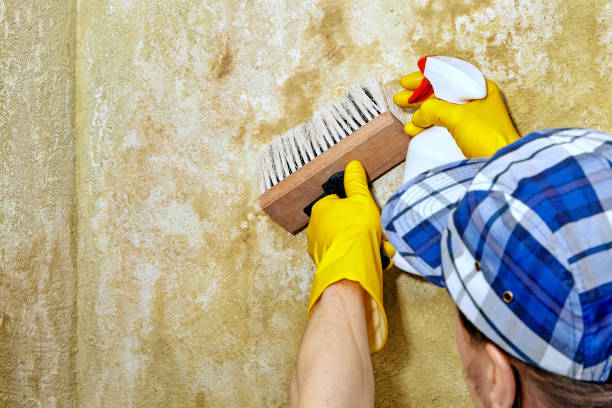 Best Mold Odor Removal Services  in North Merrick, NY