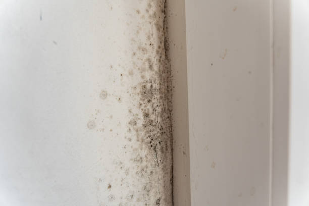 Best Post-Remediation Verification Testing  in North Merrick, NY